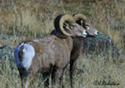 Ovis Canadensis